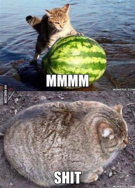 fat kitten meme